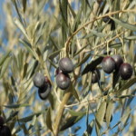 olijven aan een olijfboom