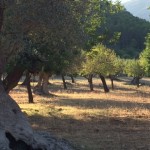 olijfbomen