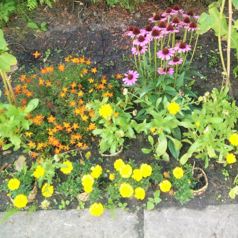 Ecologische tips voor tuinieren zoals in een bloementuin